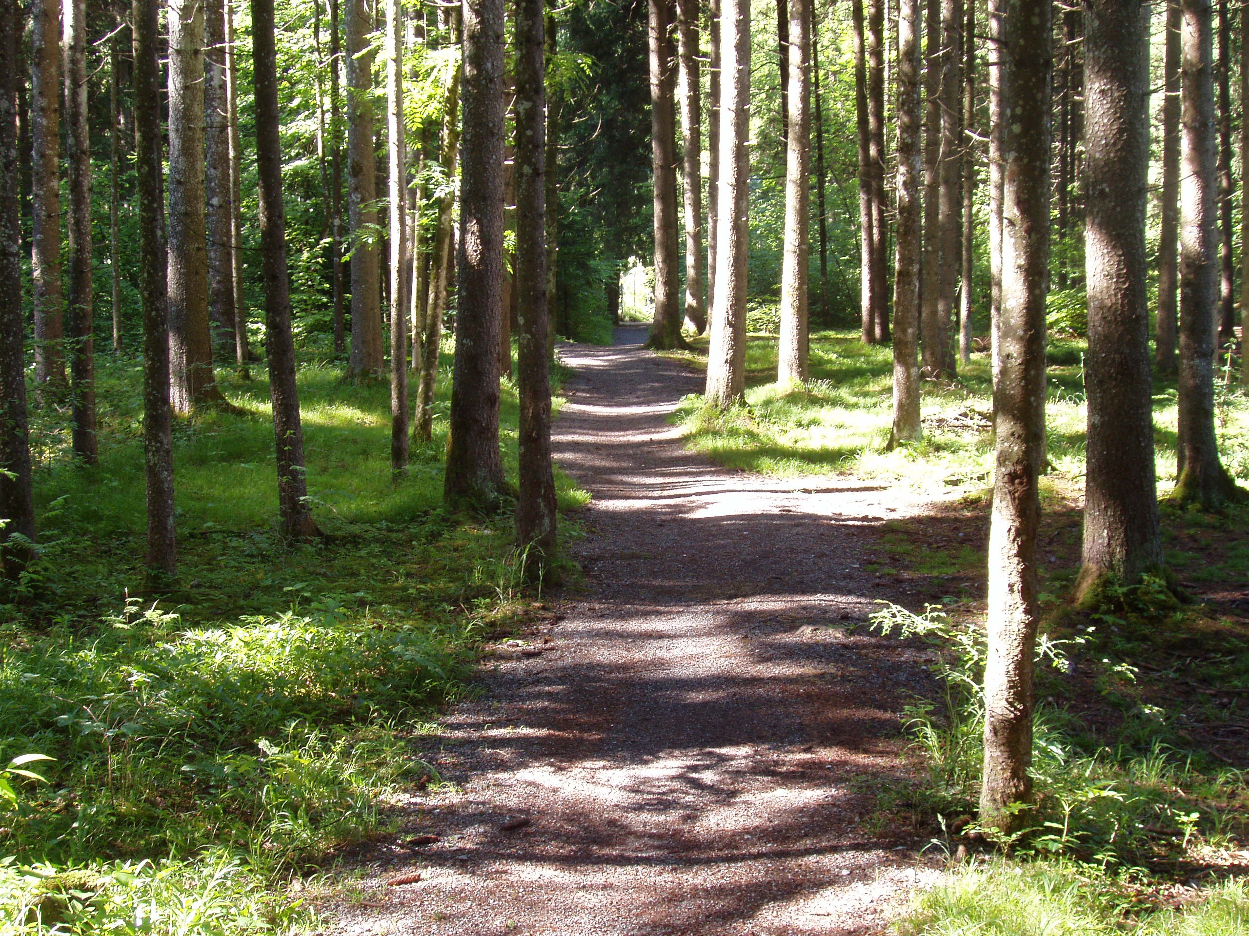 Idyllischer Waldweg